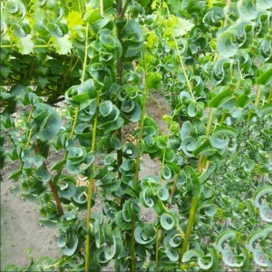 Саженец ивы Криспы (Crispa)