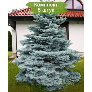 Саженцы Ели колючей Мисти Блу (Pungens Misty Blue) (Саженцы до 25 см) -  комплект 5 шт.