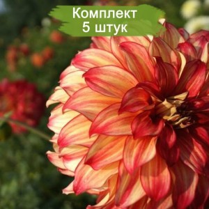 Клубни георгина шаровидного Спартакус (Spartacus) -  комплект 5 шт.