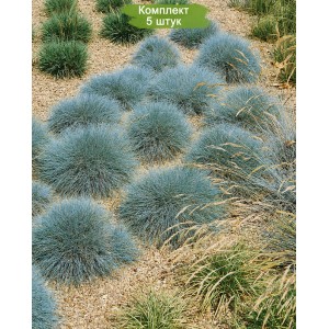Саженцы овсяницы Сизой -  комплект 5 шт.