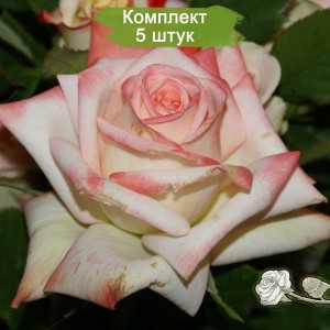 Саженцы чайно-гибридной розы Императрица Фарах (Imperatrice Farah) -  комплект 5 шт.