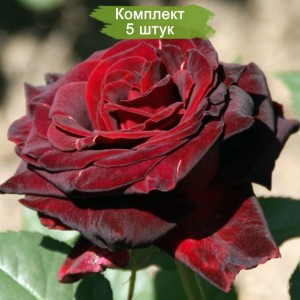 Саженцы чайно-гибридной розы Перль Нуар (Perle Noire) -  комплект 5 шт.
