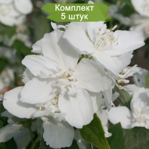 Саженцы жасмина Эльбрус -  комплект 5 шт.