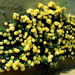 Саженец плетистой розы Голден Шауэрс (Golden showers)