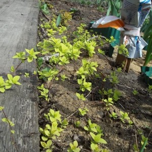 Саженец спиреи Японской ( до 35 см. )