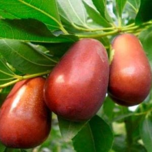 Саженец зизифуса (Унаби) Мори джер