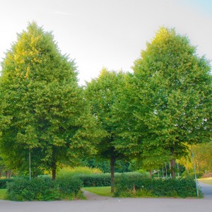 Саженец липы Сибирской 100-150 см