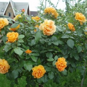 Саженец плетистой розы Мишка (Michka)