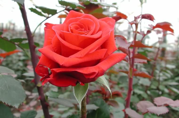 Ред наоми роза чайно гибридная фото